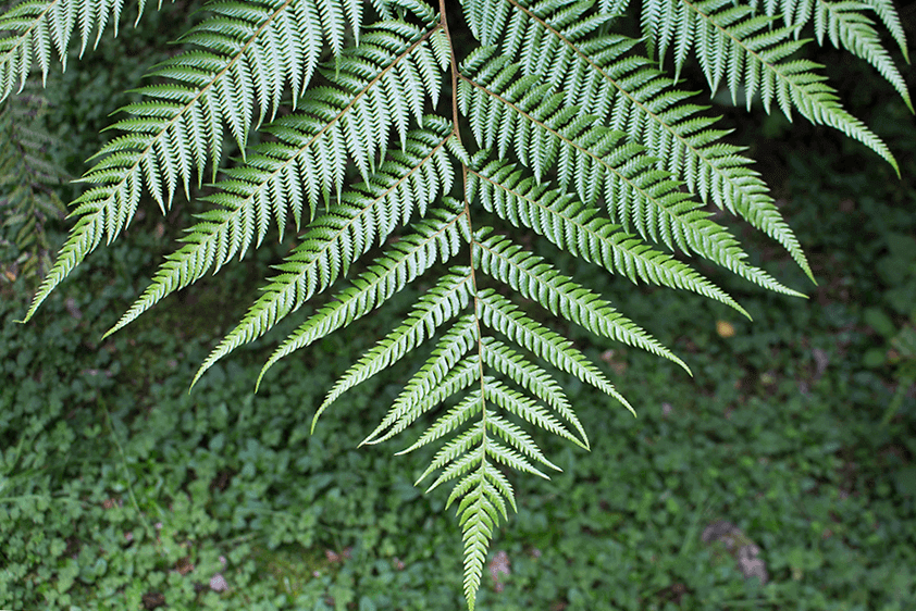 fern pointing down