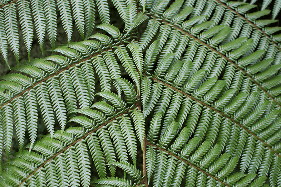 fern up close