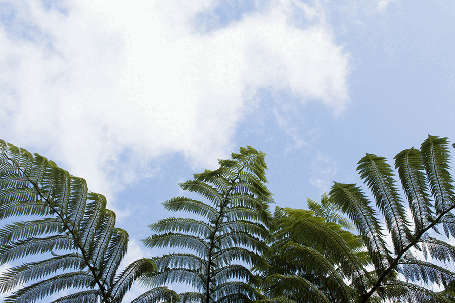 ferns in north direction