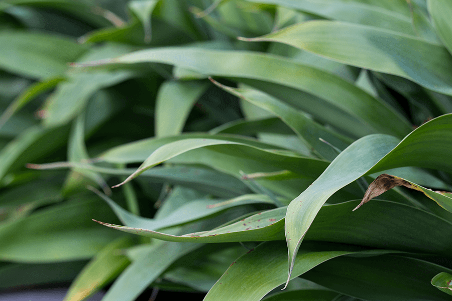 Leaf bush