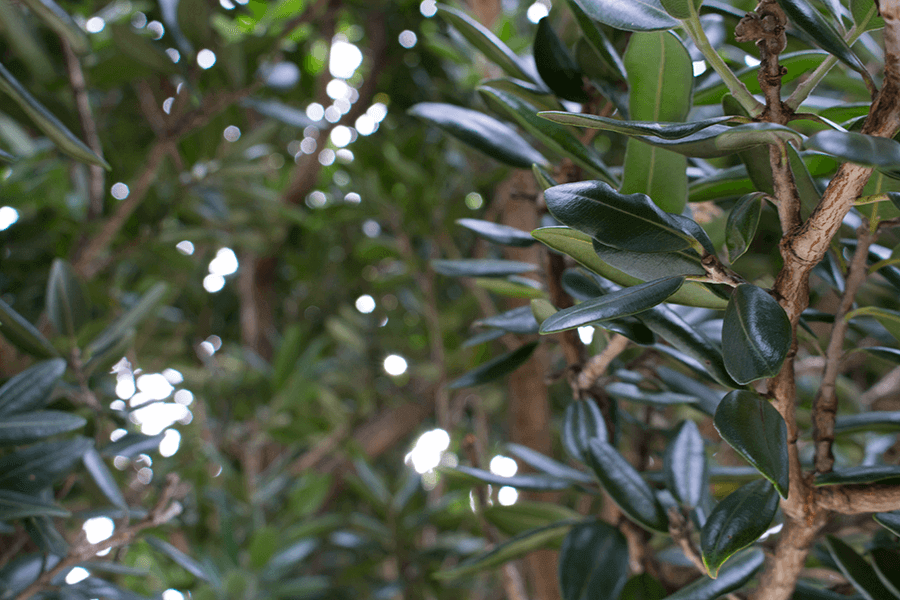 rata leaves